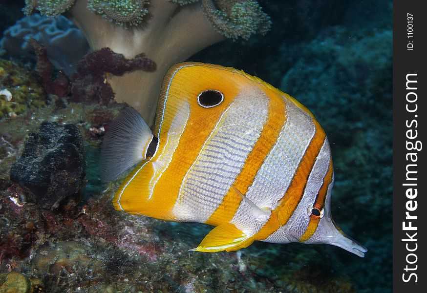 Long-beaked Coralfish