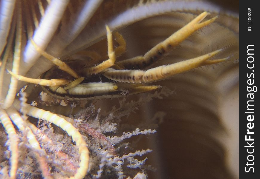 Squat Lobster