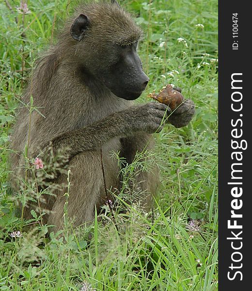 This is a baboon eating a root that he dug out of the ground.