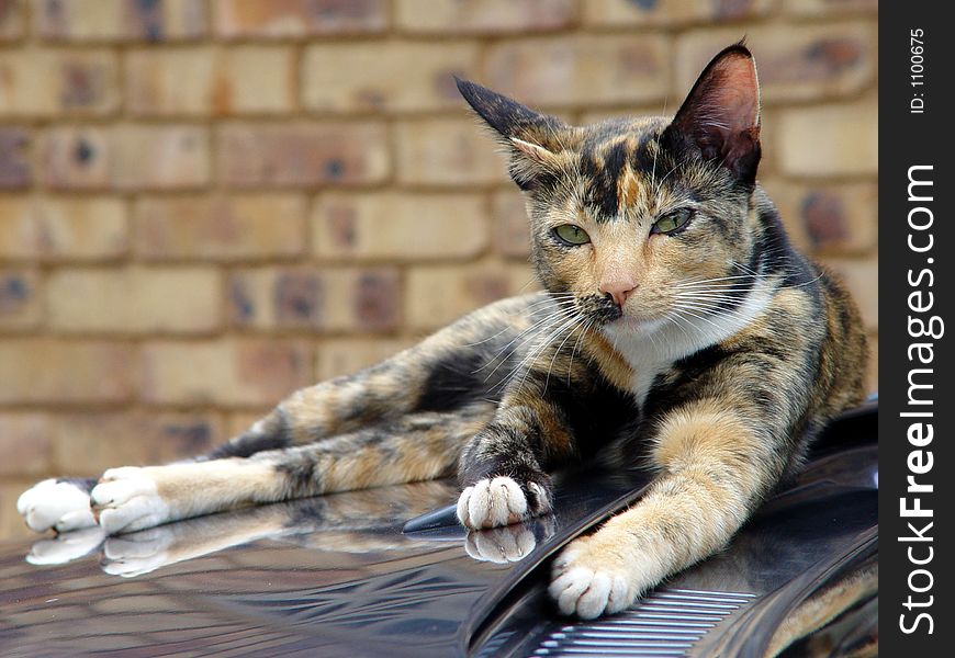 Cat Lying On Car
