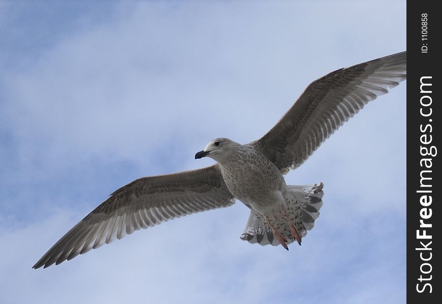 Seagull In Air Closeup