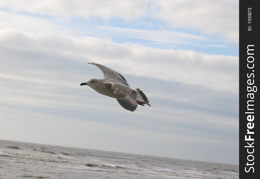 Seagull In Air Closeup 2