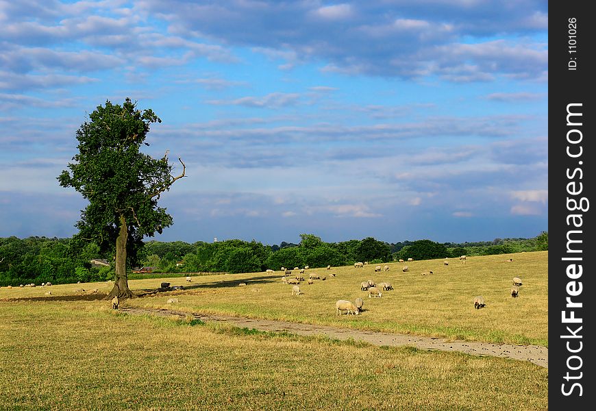 Agricultural landscape. Agricultural landscape