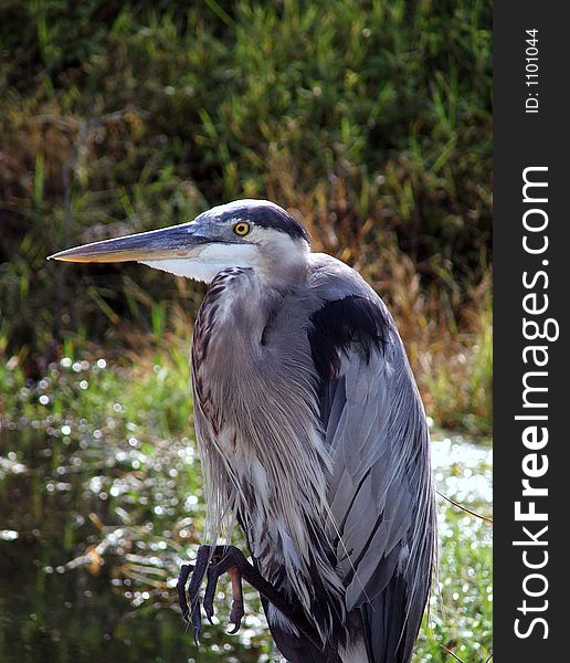 This heron was quite content to allow himself to be photographed. This heron was quite content to allow himself to be photographed.