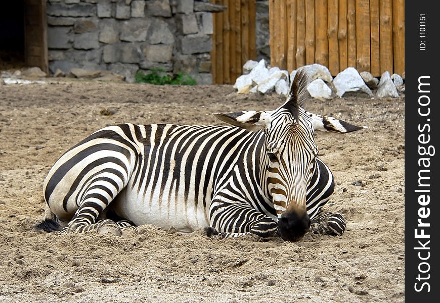 Zebra lie at the sand in the zoo. Zebra lie at the sand in the zoo