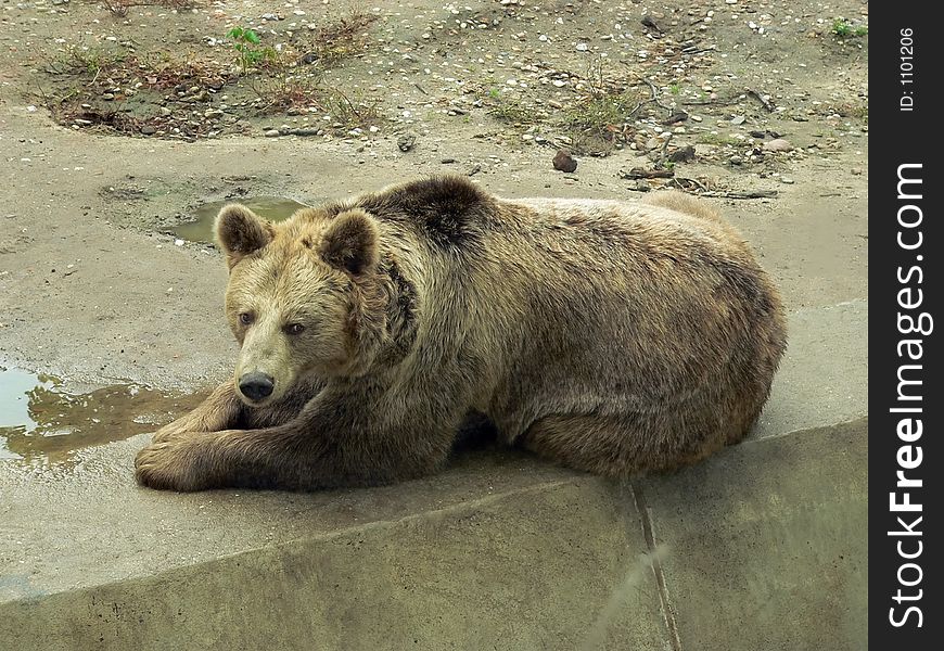 Brown bear resting at the concrete tile in the zoo