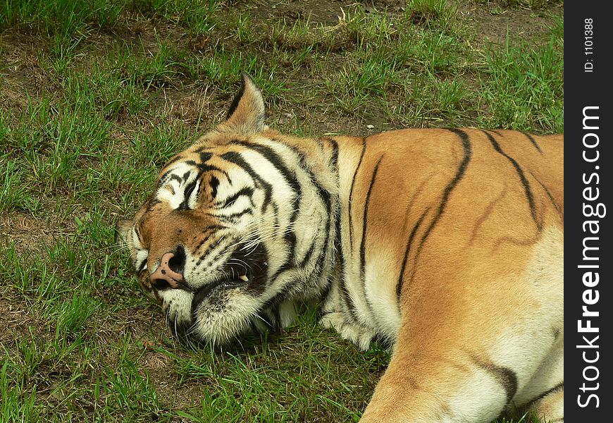 Sleeping tiger - close up