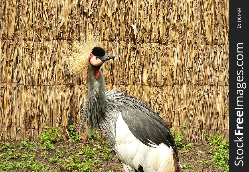 East African crowned crane in the zoological park