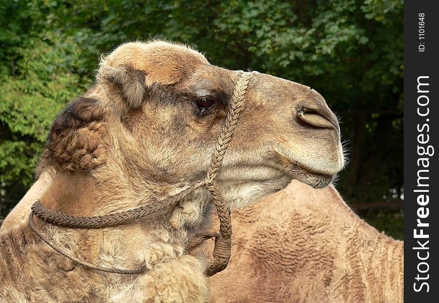 Camel head - close up