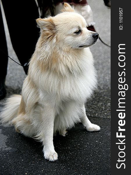 Nice Spitz Dog 1