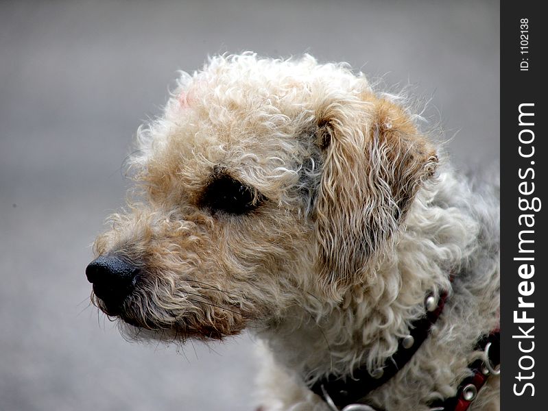 Portrait of a small curly dog. Portrait of a small curly dog