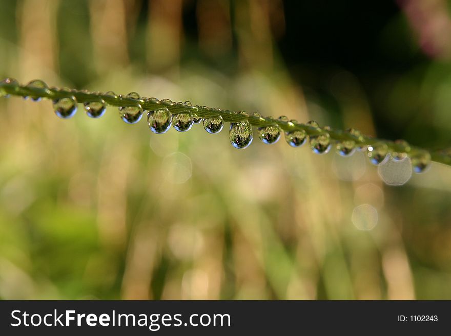 Green rain drops diagonal close-up