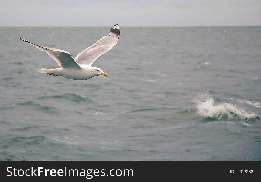 Seagull and wave. Seagull and wave