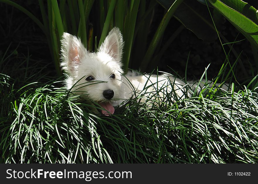 Four months old west highland white terrier puppy hiding in the grass. Four months old west highland white terrier puppy hiding in the grass