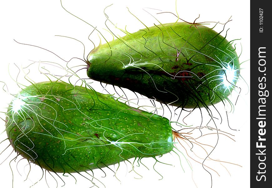 Hairy avocados