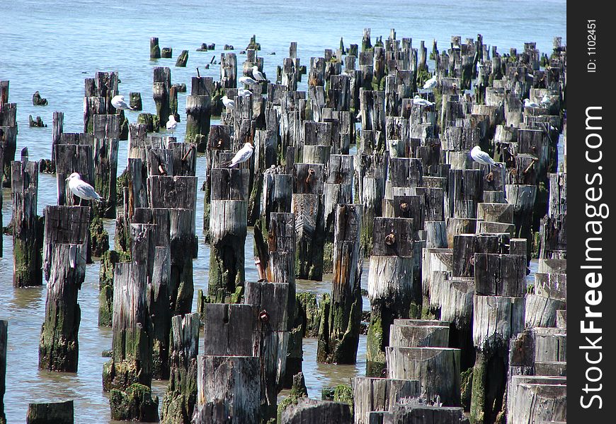 Hundreds of pilings in a river, with many birds perched on top of them. Some water is showing on the top of the photo and on the right side, but mostly the pilings are shown, in grays, browns, blacks and white. Hundreds of pilings in a river, with many birds perched on top of them. Some water is showing on the top of the photo and on the right side, but mostly the pilings are shown, in grays, browns, blacks and white.