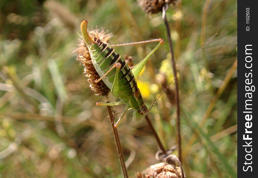 Grasshopper on meadow