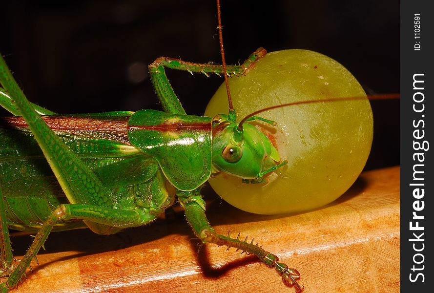 giant green grasshopper eating grape. giant green grasshopper eating grape