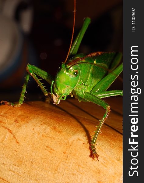 Giant green grasshopper in detail. Giant green grasshopper in detail