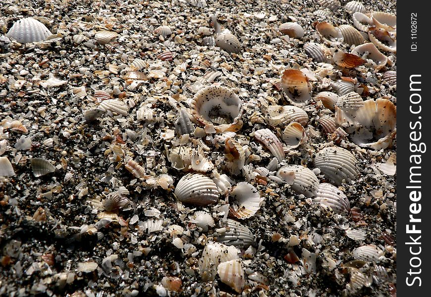 Shells and sands in sunny beach