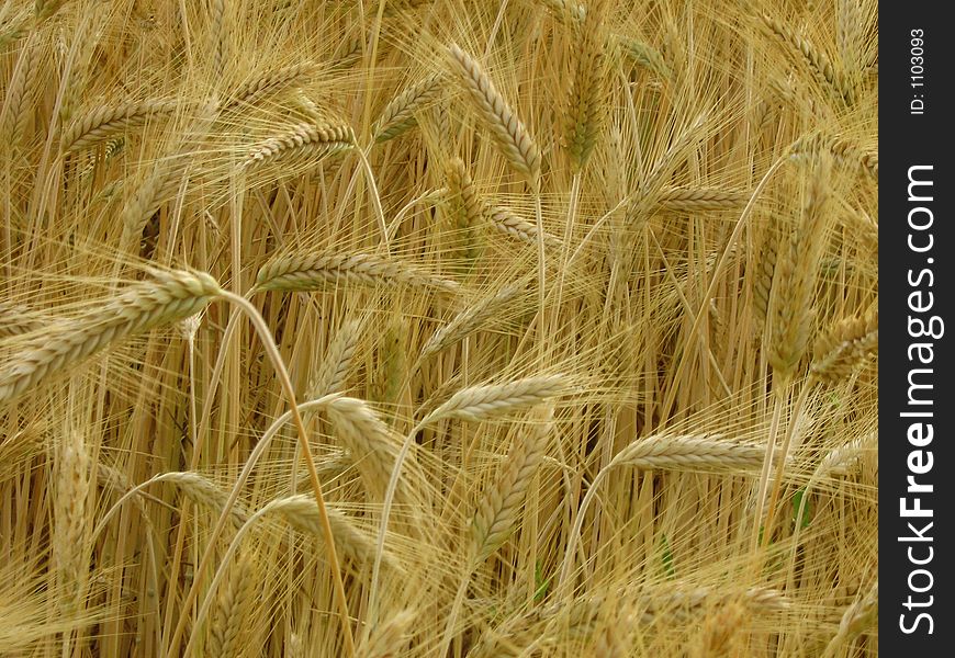 A rich field of wheat ears