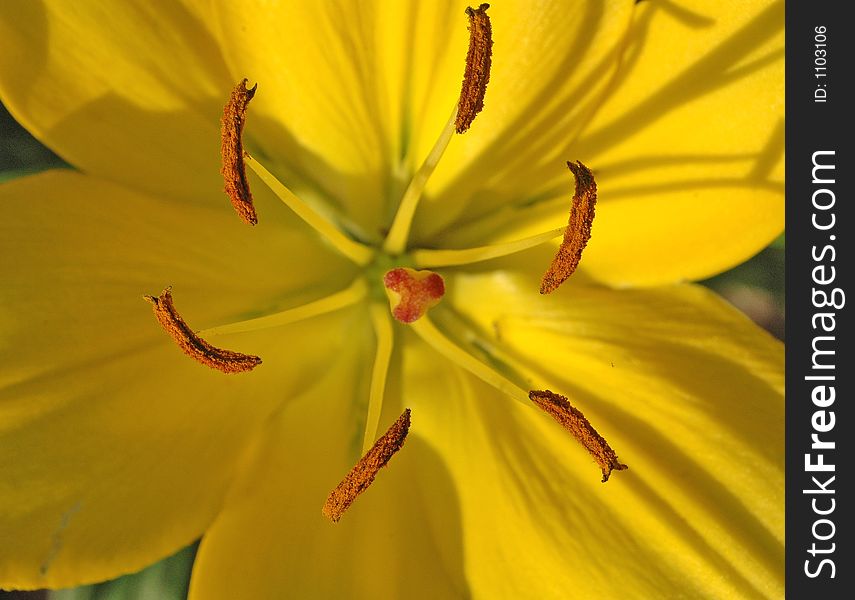 Close up of yellow daylily. Close up of yellow daylily