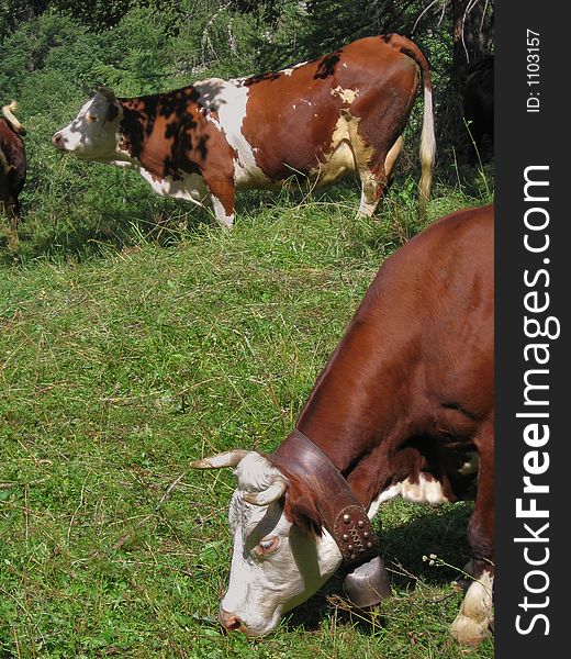 Two cows having lunch