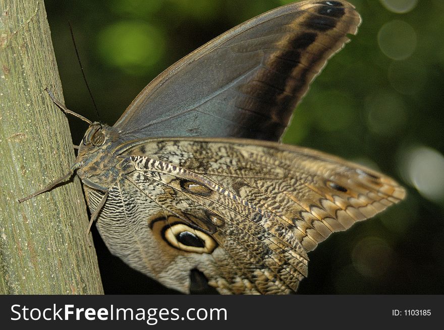 Caligo eurilochus Owl butterfly on tree trunk. Caligo eurilochus Owl butterfly on tree trunk