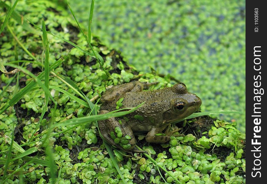 A small frog amidst the green algae of a pond. A small frog amidst the green algae of a pond.