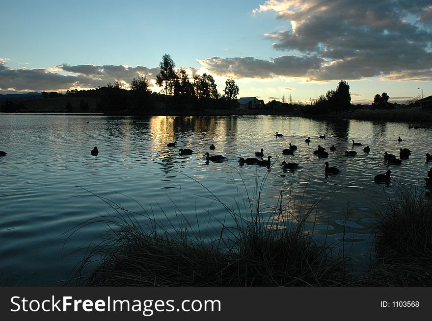 Ducks on Point Hut Pond at sunset