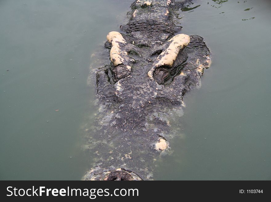 Crocodile in asian river. Crocodile in asian river