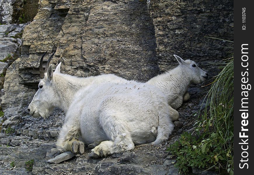 This image of the mother and baby mountain goats resting was taken in Glacier National Park.