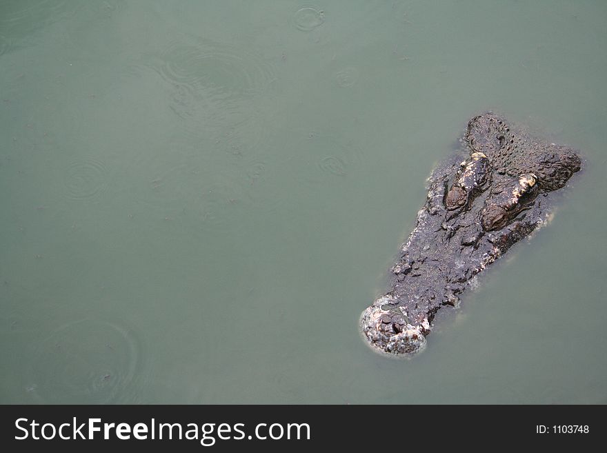 Glimpse of a crocodile in asian river. Glimpse of a crocodile in asian river