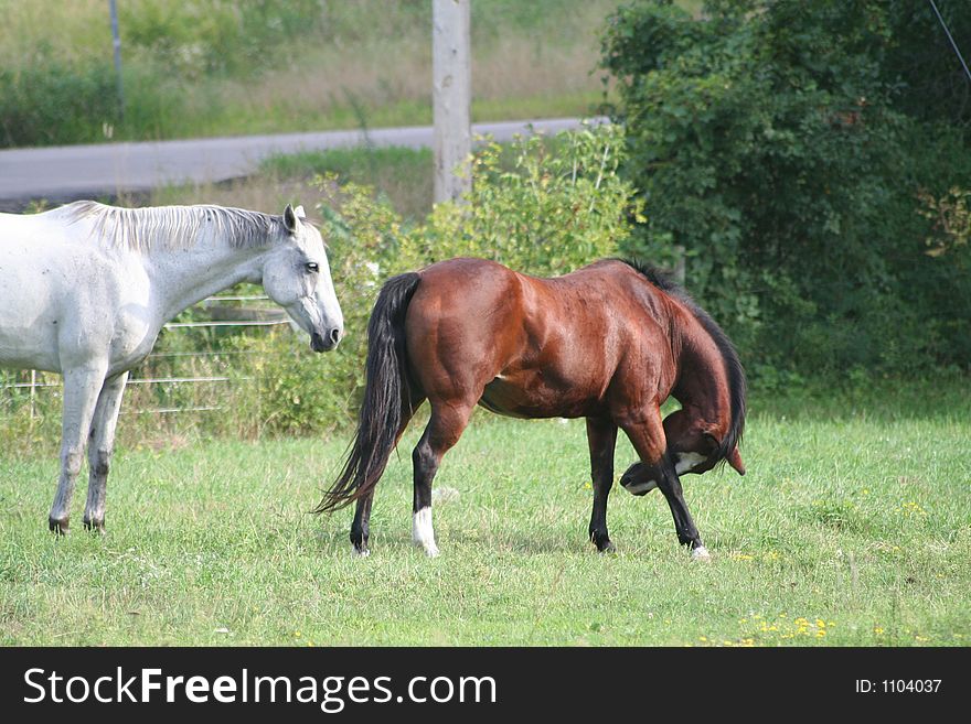 Two horses enjoying the field on a bright sunny day. Two horses enjoying the field on a bright sunny day