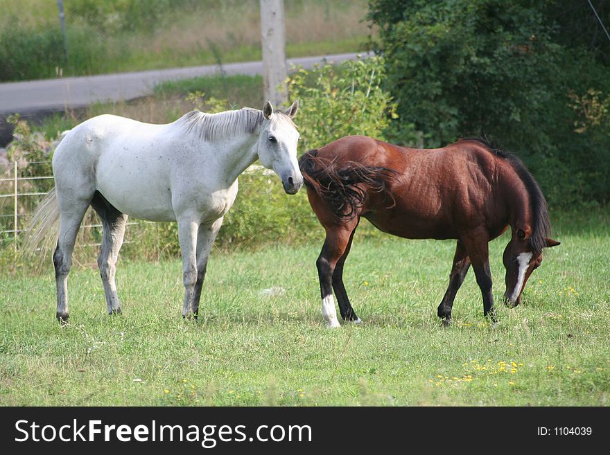 Two horses enjoying the field on a bright sunny day. Two horses enjoying the field on a bright sunny day