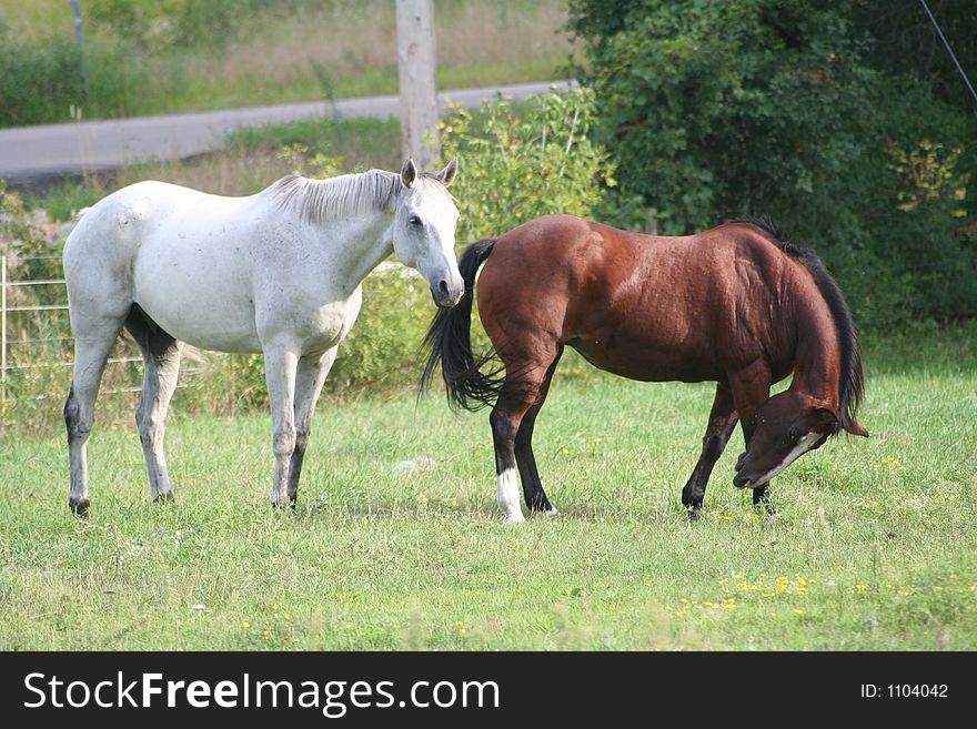Two horses in field 6