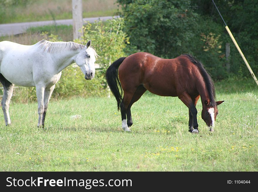 Two horses enjoying the field on a bright sunny day. Two horses enjoying the field on a bright sunny day