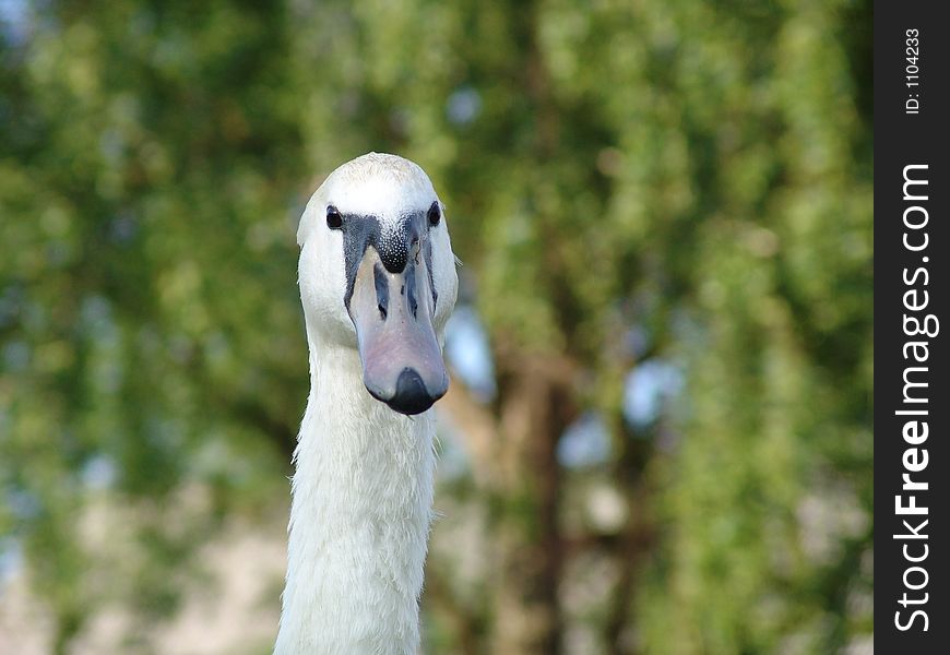 Swan look