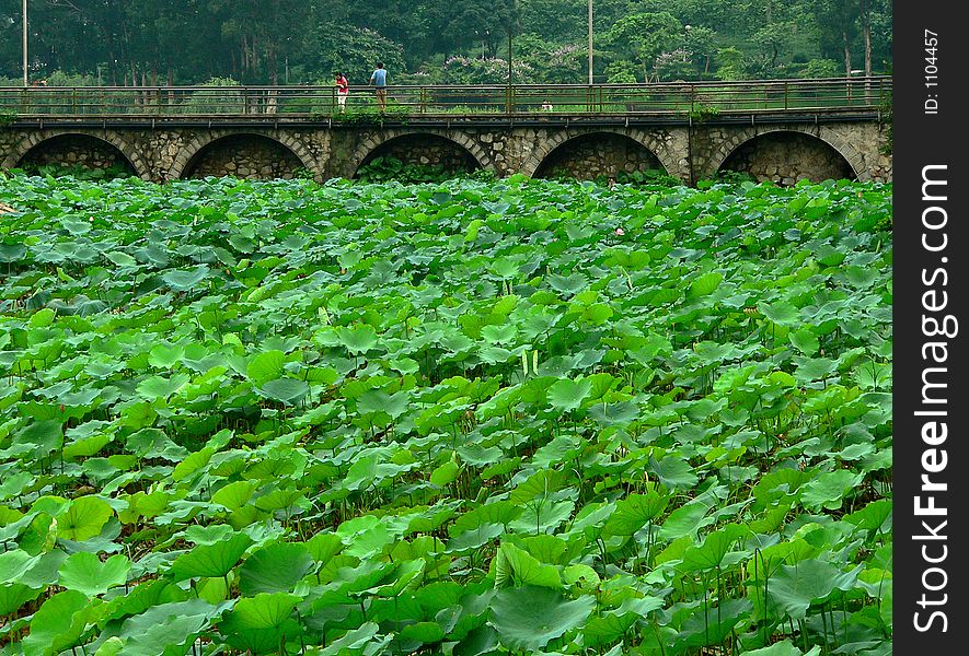 Landscape of green lotus leaves and a bridge