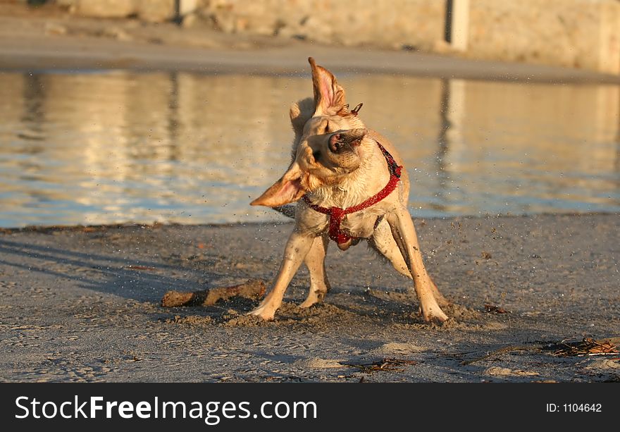 Dog And Stick