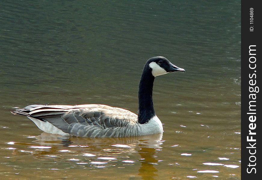 A single goose floating calmly on Promised Land Lake in the Pocono Mountains. A single goose floating calmly on Promised Land Lake in the Pocono Mountains