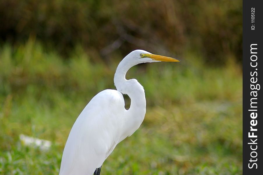 Great Egret close up with blurred background