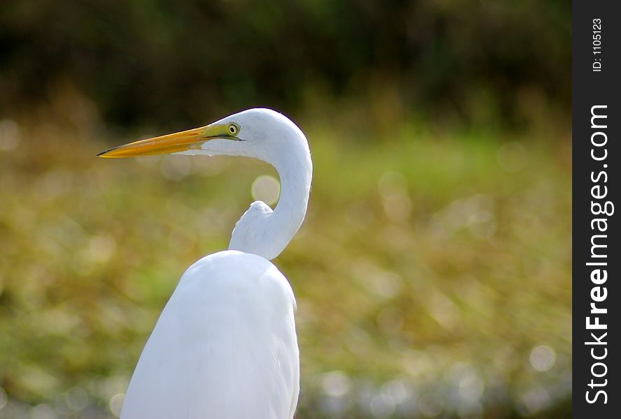 Great Egret close up with odd shaping of the neck and blurred background. Great Egret close up with odd shaping of the neck and blurred background