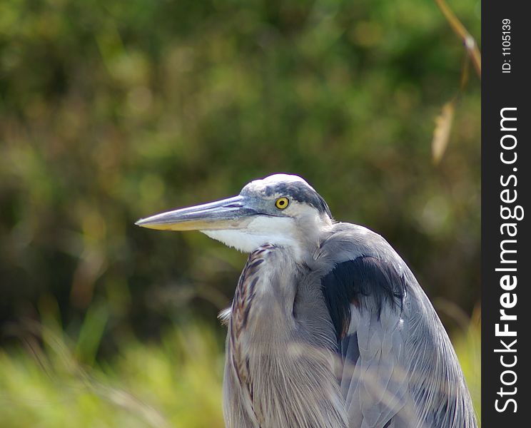 Great Blue Heron Photographed while resting near a stream with blurred background. Great Blue Heron Photographed while resting near a stream with blurred background