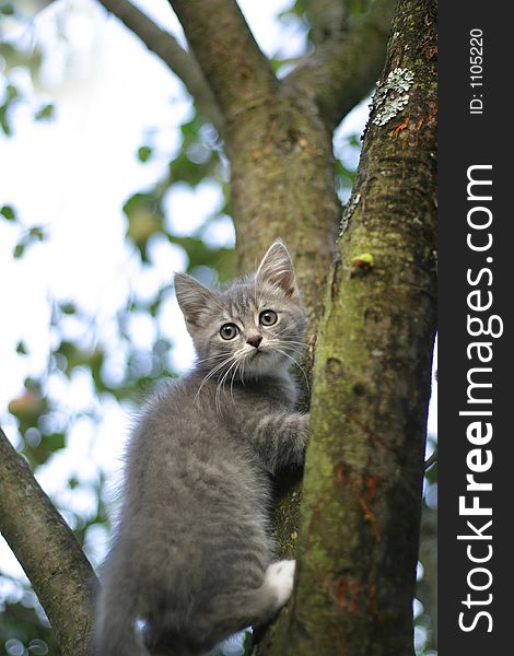 The image of the scared kitten on a tree