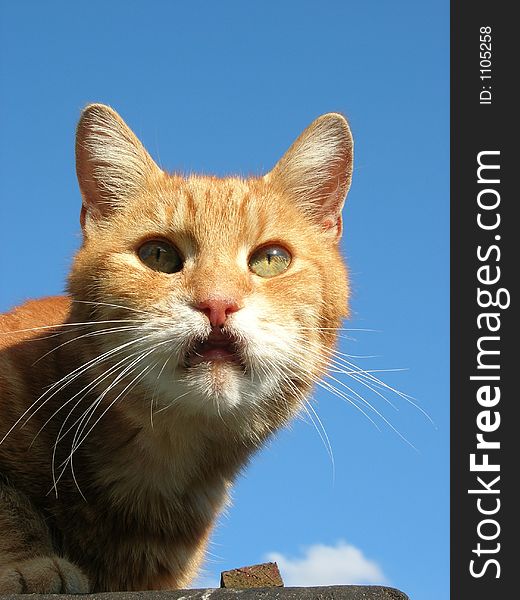 Ginger cat on look out. Ginger cat on look out