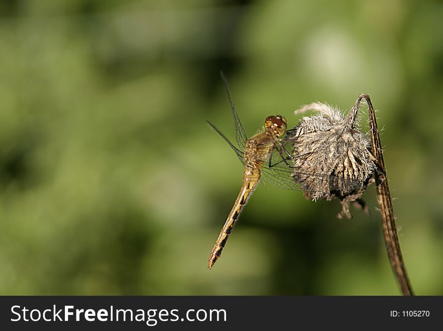 Dragonfly On Dead Plant