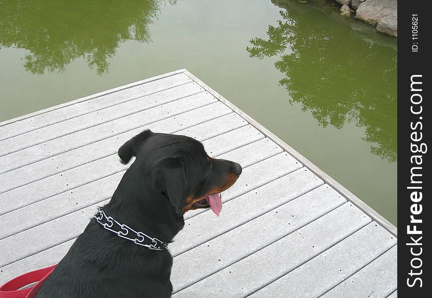 Female rottweiler dog panting after a long walk and feeling pretty thirsty. Don't drink the water. Female rottweiler dog panting after a long walk and feeling pretty thirsty. Don't drink the water.