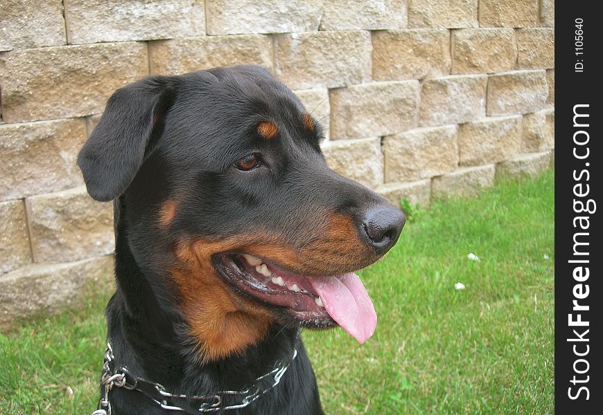 Dog on Alert.  Young Female Rottie watching people working near the docks.  What they doing?. Dog on Alert.  Young Female Rottie watching people working near the docks.  What they doing?