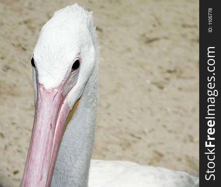 Close up of white pelican face